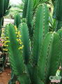 Euphorbia Ingens